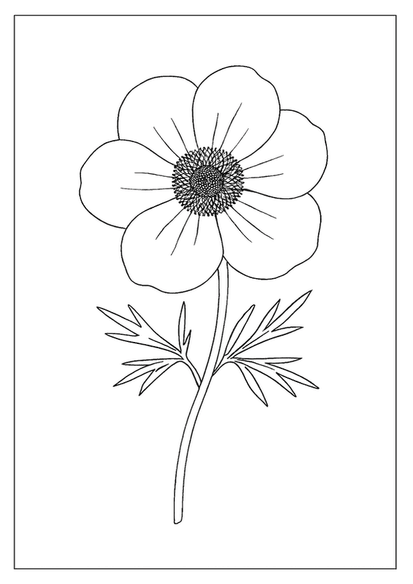 Anemone Floral Line Drawing