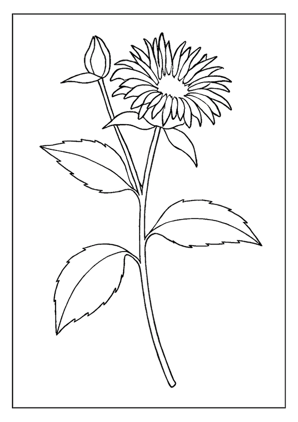 Beautiful Bee Balm Flower