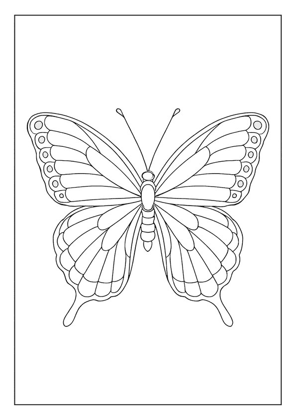 Beautiful Butterfly