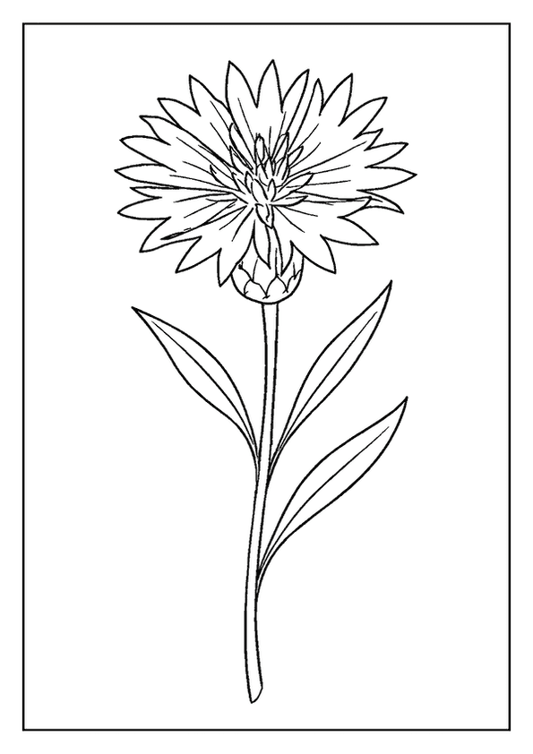 Beautiful Cornflower With Bud