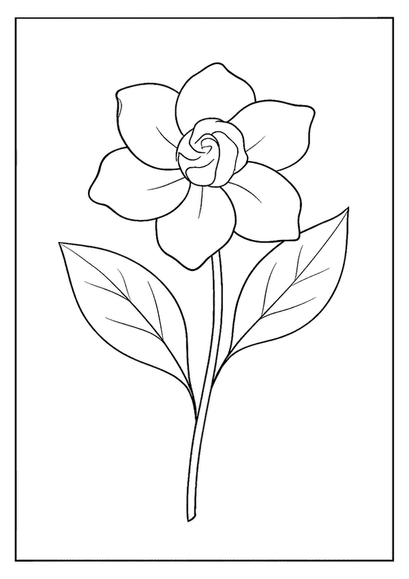 Beautiful Gardenia Flower