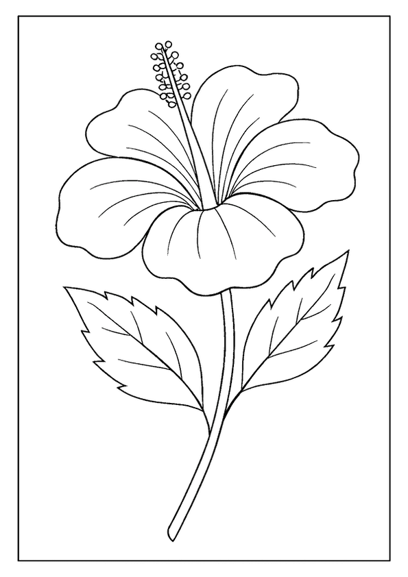Beautiful Hibiscus Flower