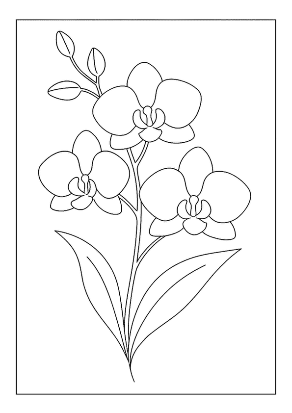 Beautiful Orchid Flower Outline