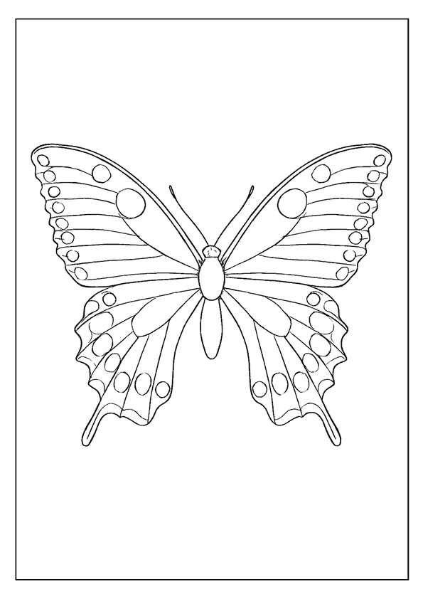 Black Swallowtail Butterfly