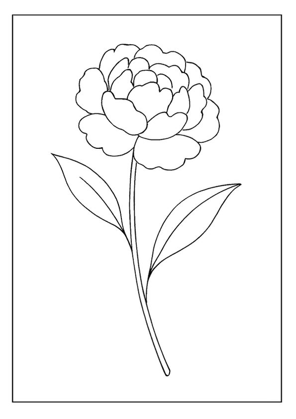 Blooming Peony Floral Sketch