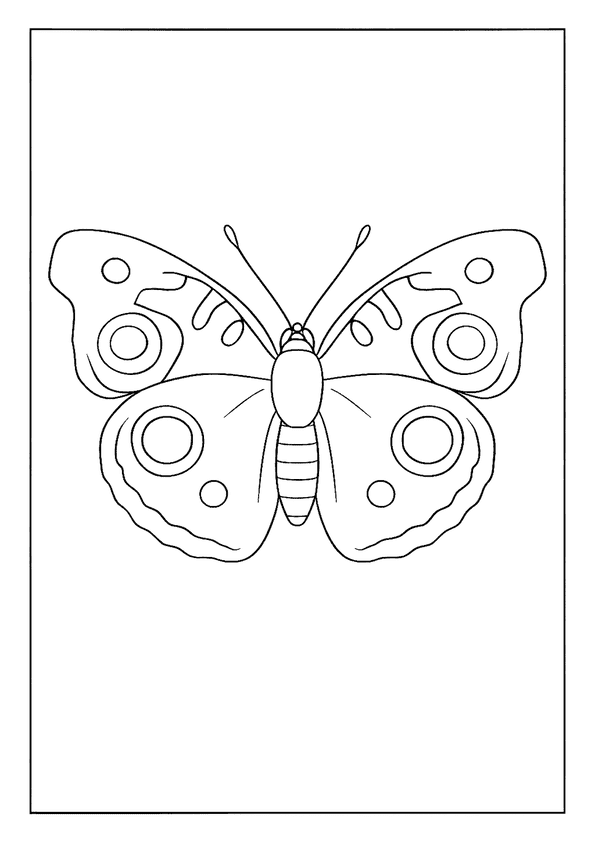 Buckeye Butterfly
