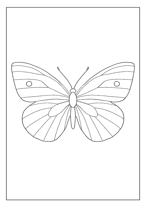 Cabbage White Butterfly