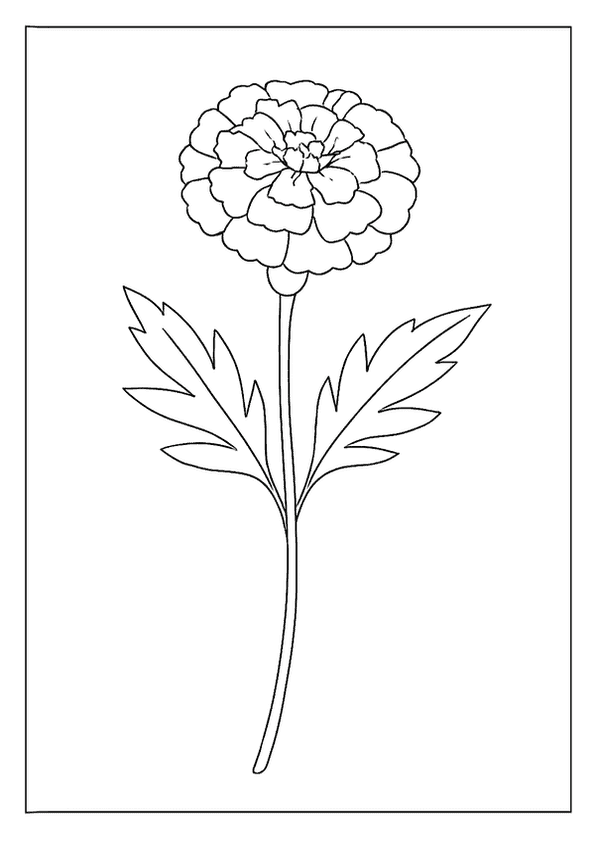 Charming Marigold Flower Sketch