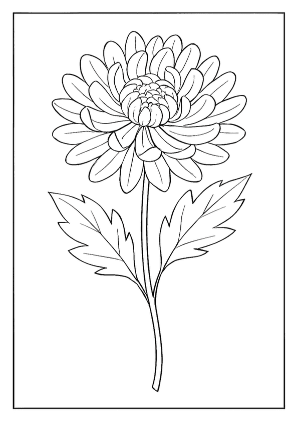  Chrysanthemum Flower Bloom