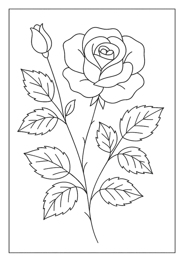 Classic Rose Petal Sketch