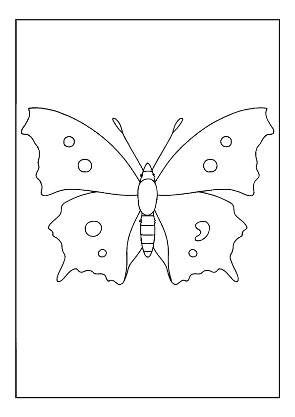 Comma Butterfly