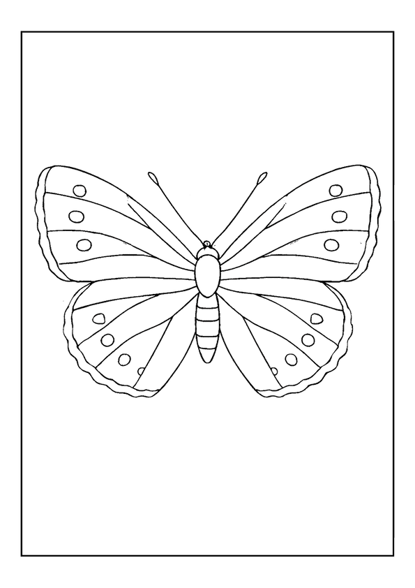 Common Blue Butterfly