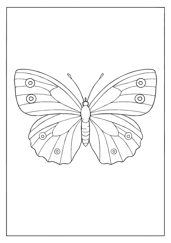 Common Wood-Nymph Butterfly