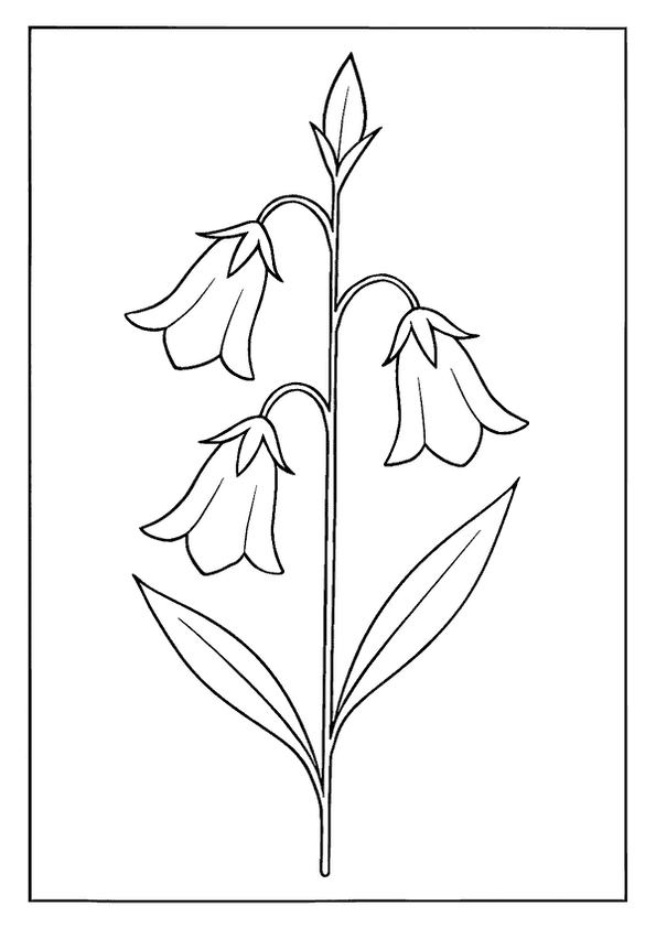 Delicate Bluebell Flower Stem