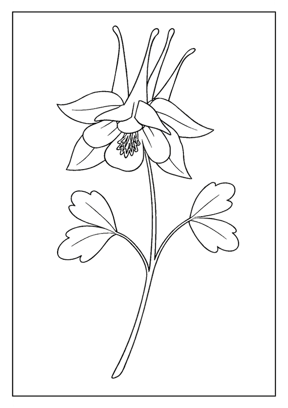 Detailed Columbine Flower Bloom
