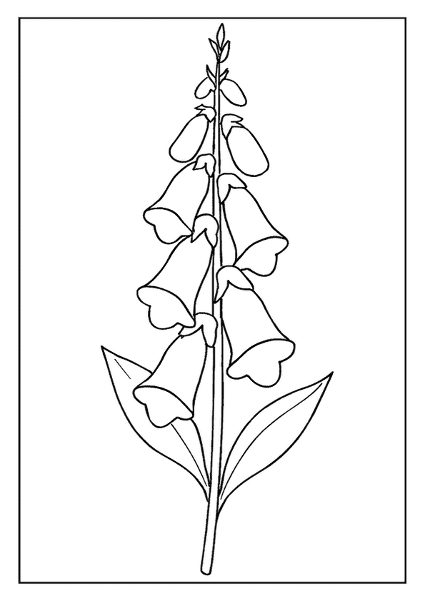 Detailed Foxglove Flower Spike