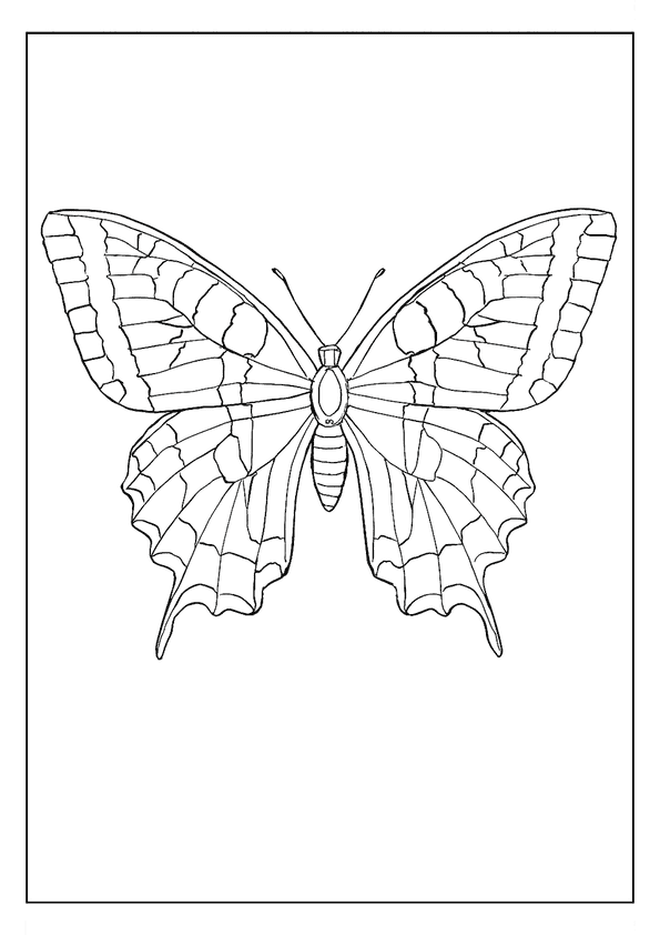 Eastern Tiger Swallowtail Butterfly
