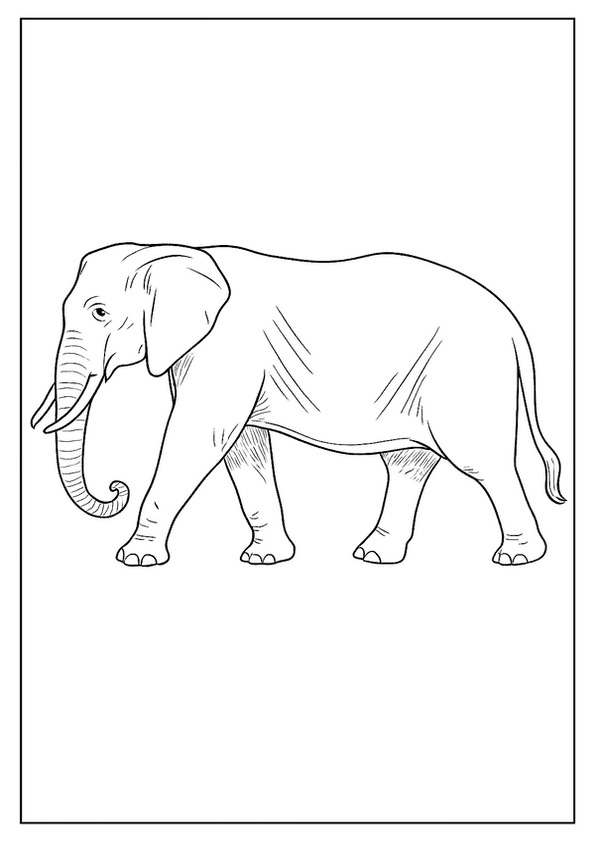 Gentle Walk Of Elephant