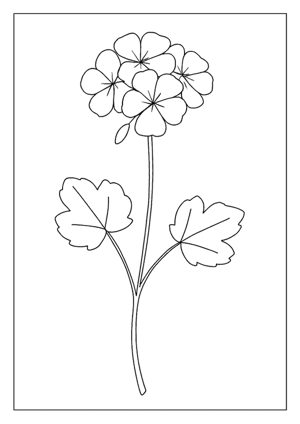 Geranium Flower Line Art