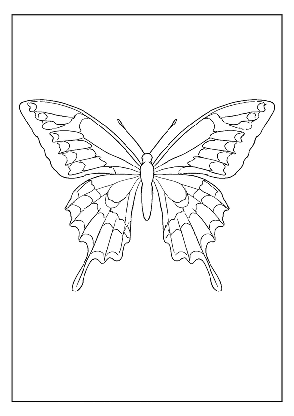 Giant Swallowtail Butterfly