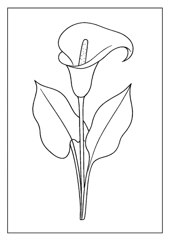 Graceful Calla Lily Bloom