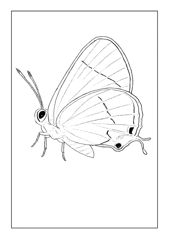 Gray Hairstreak Butterfly