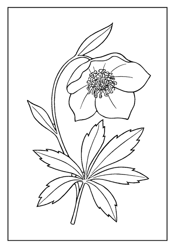 Hellebore Flower With Leaves