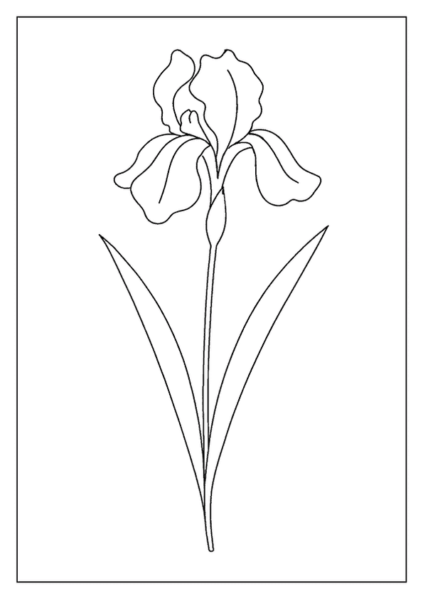 Iris Flower Coloring Page