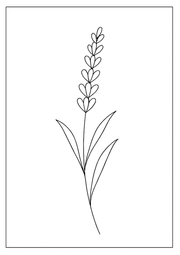 Lavender Sprig Coloring Art
