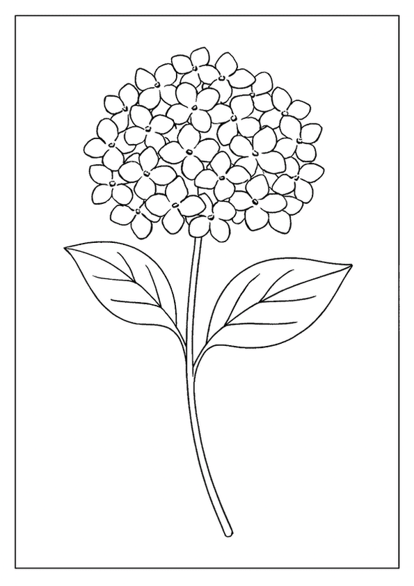 Lovely Hydrangea Blossom Page