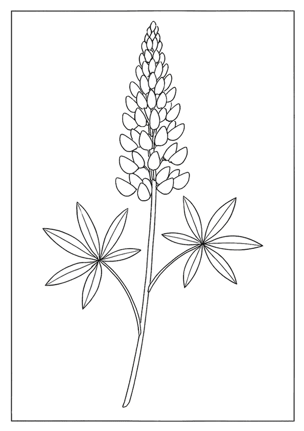 Majestic Lupine Flower Design