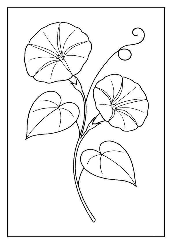 Morning Glory With Leaves