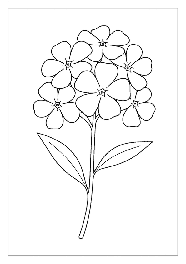 Phlox Blossom Cluster Art