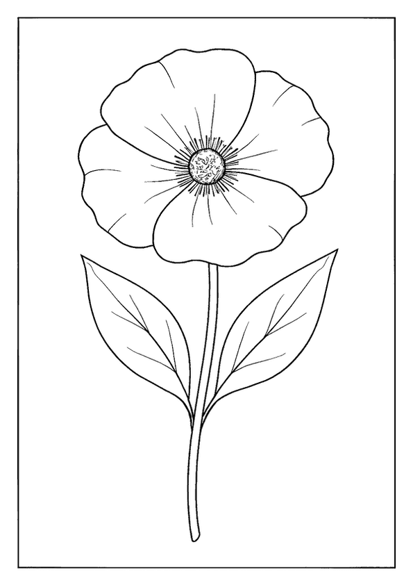 Poppy Bloom With Leaves