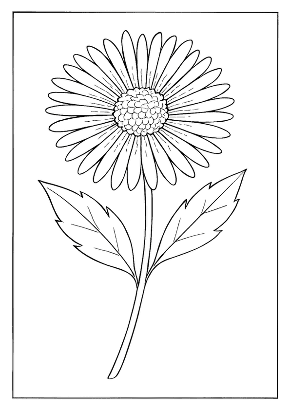 Pretty Aster Flower Drawing
