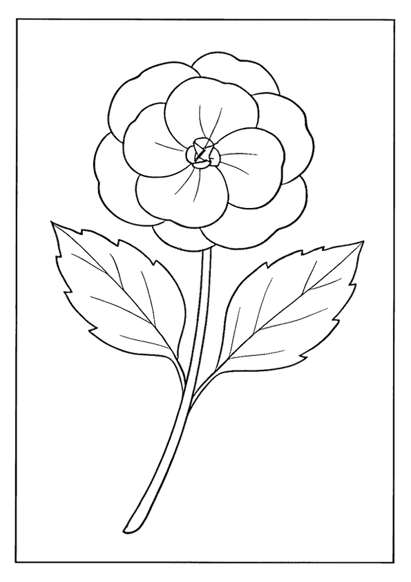 Simple Begonia Flower