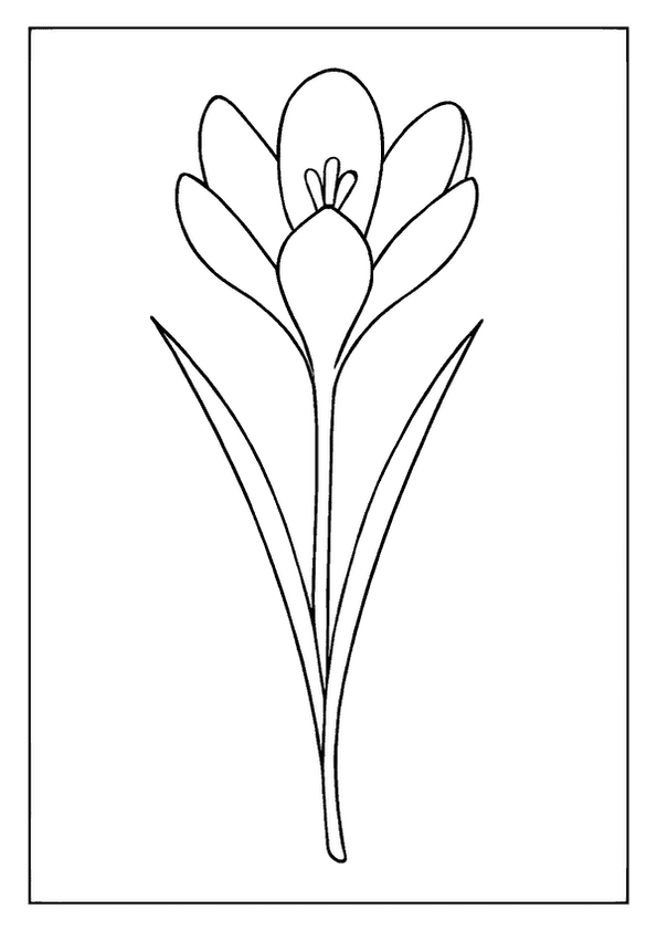 Simple Crocus Flower Bloom