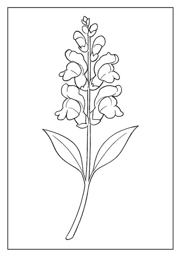 Snapdragon Flower Heads Art