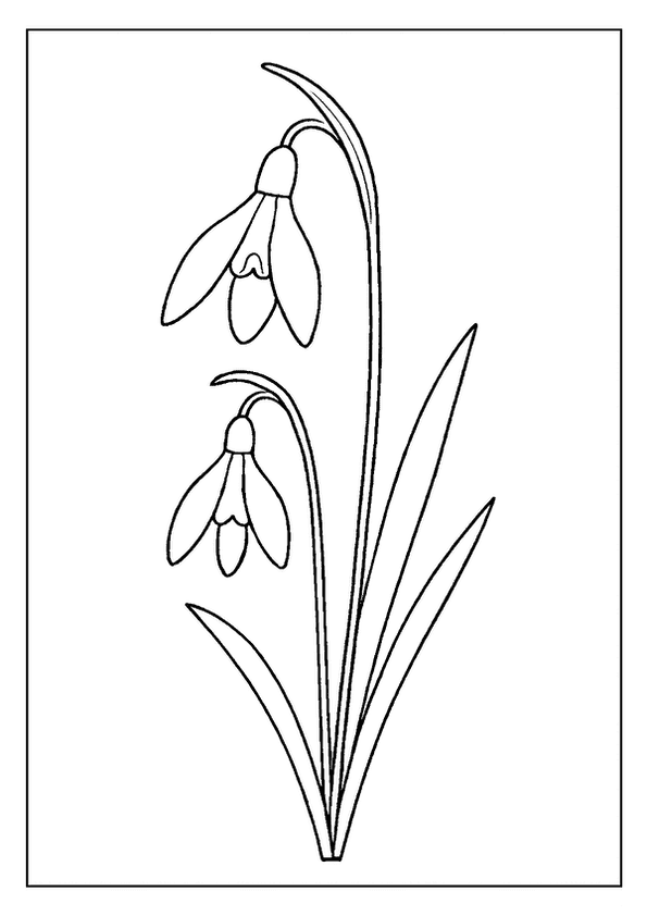 Snowdrop With Drooping Blossoms