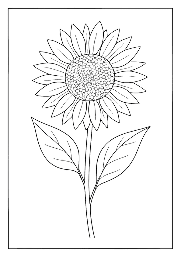 Sunflower With Single Stem
