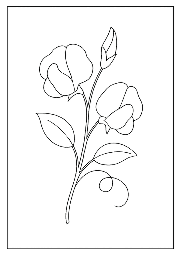 Sweet Pea Coloring Sheet
