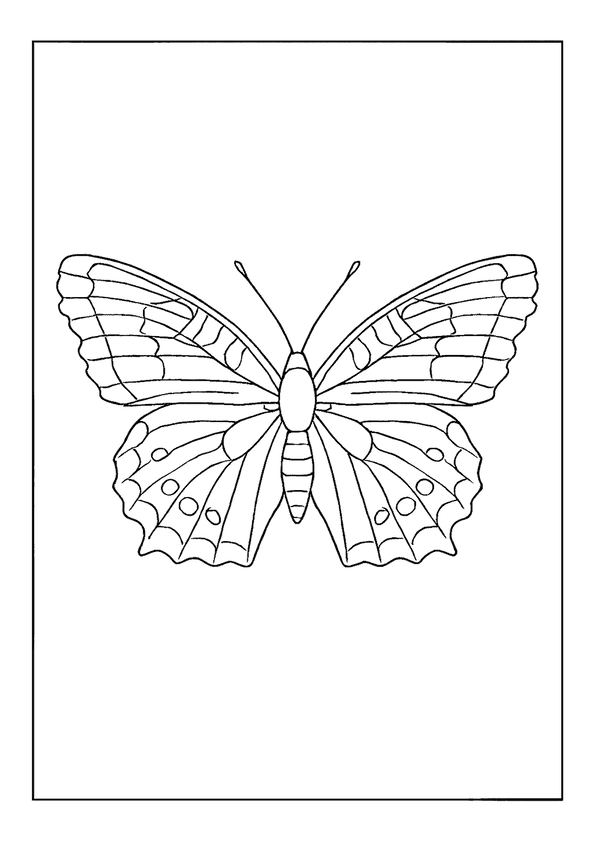 Variegated Fritillary Butterfly