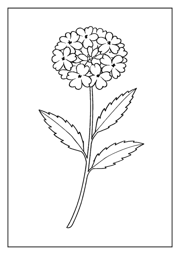 Verbena Cluster Design