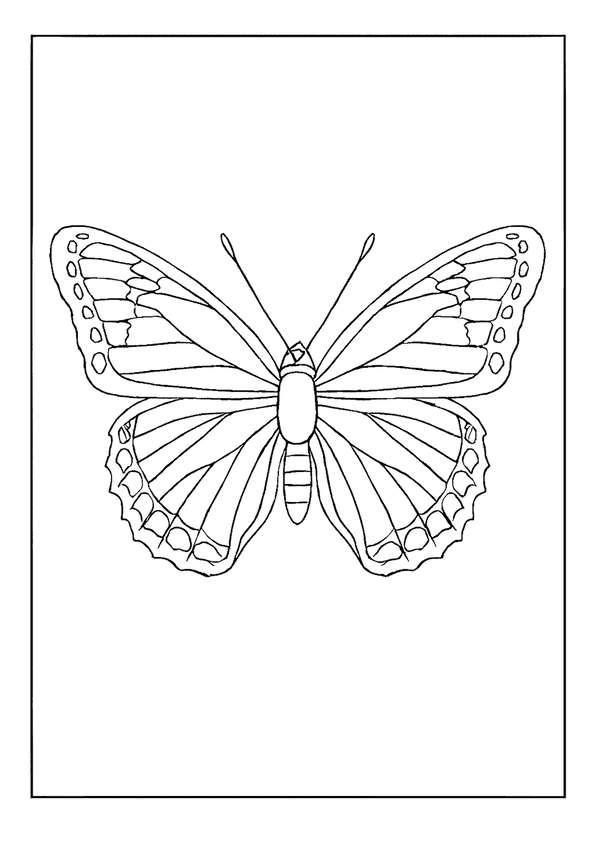 Viceroy Butterfly