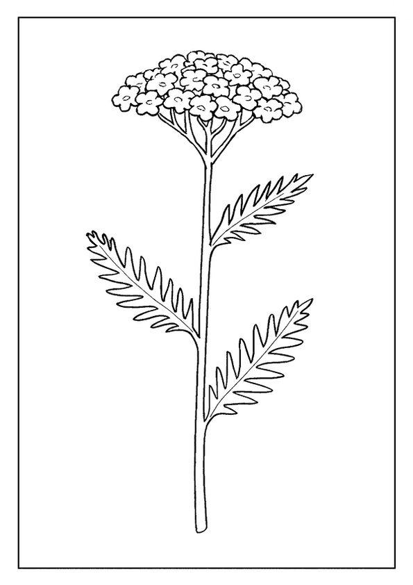 Yarrow Blossom Cluster