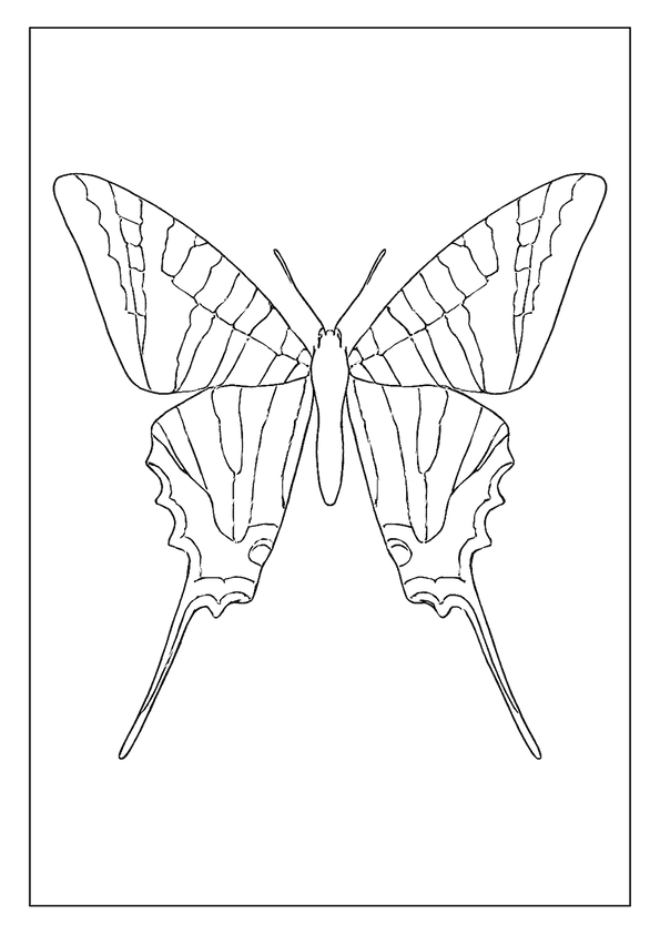 Zebra Swallowtail Butterfly