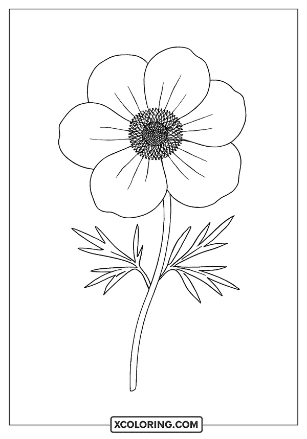 Anemone Floral Line Drawing coloring page