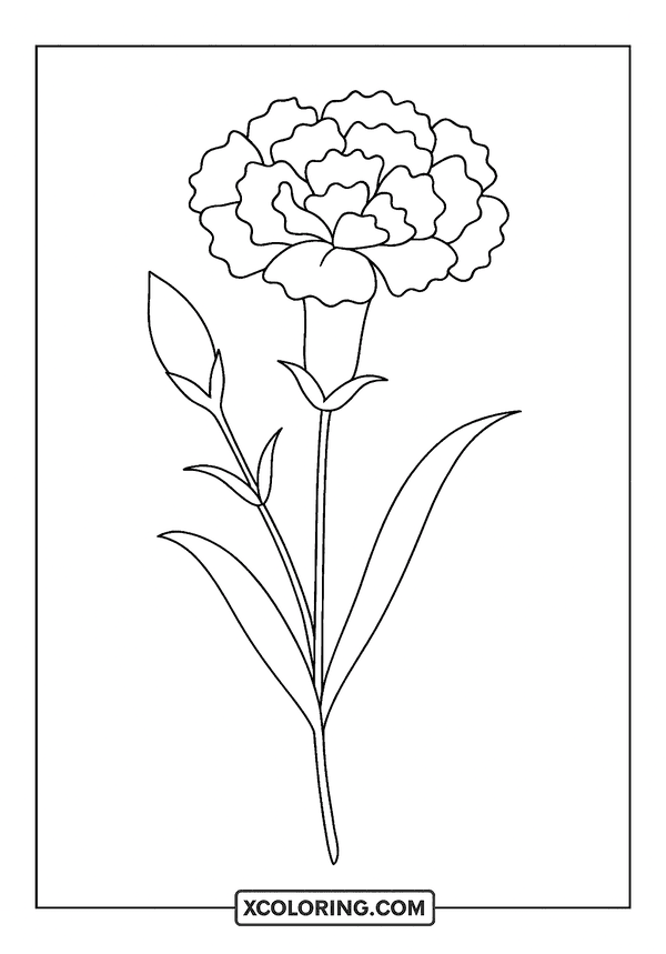 Carnation Flower Bud Page coloring page