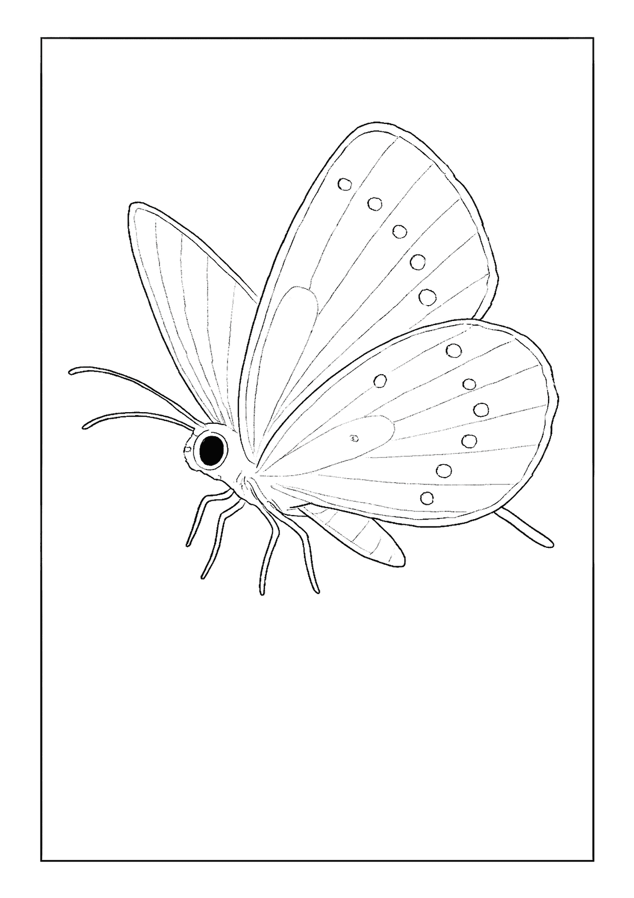 An Eastern Tailed-blue Butterfly Coloring Page Shown In Profile, With Small Tails And Wing Circles.