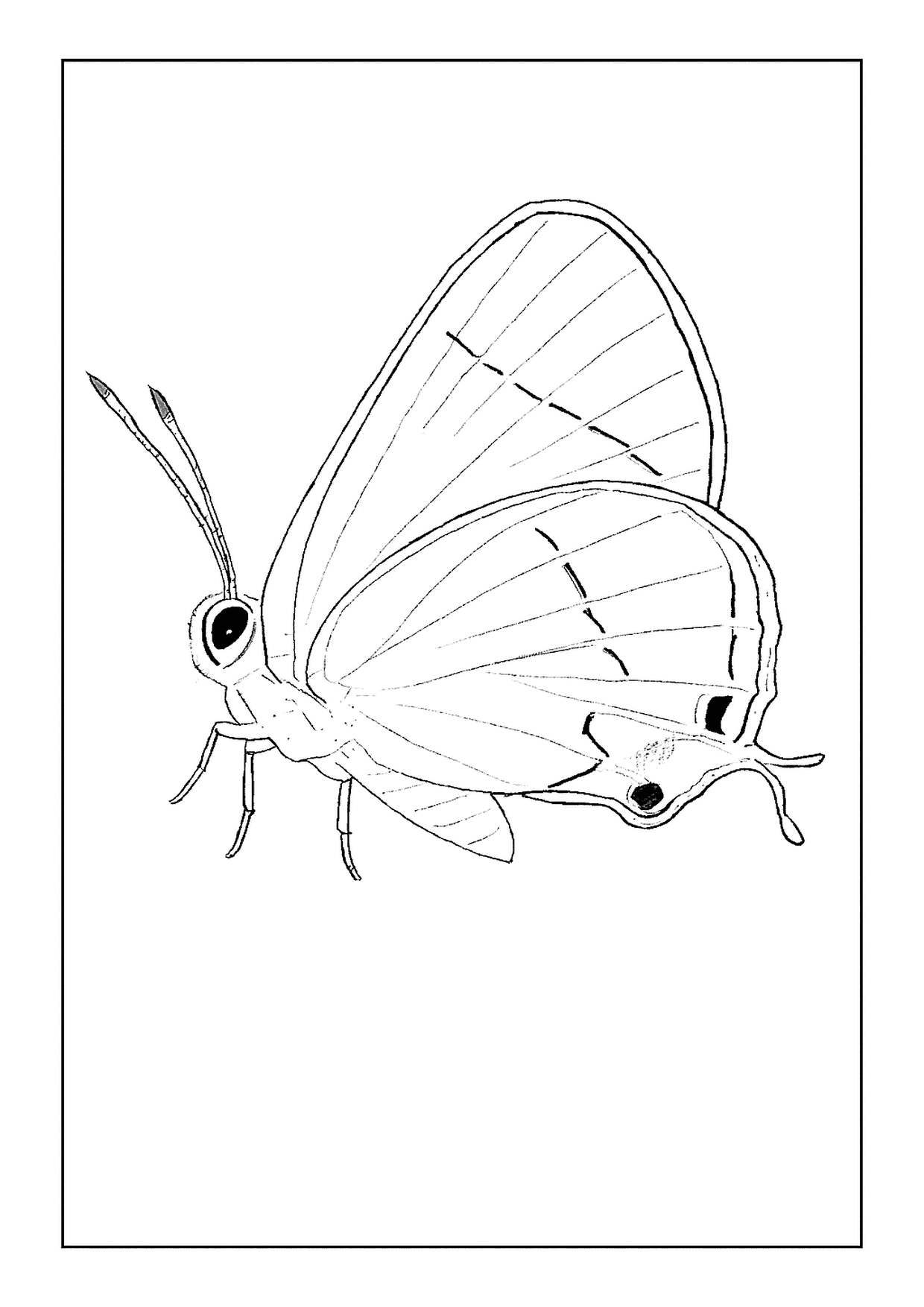 A Gray Hairstreak Butterfly Coloring Page Shown In A Side Profile View With Delicate Tails And Spots.